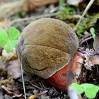 Neoboletus Erythropus