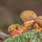 Neoboletus luridiformis, le Bolet à pied rouge