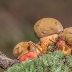 Neoboletus luridiformis, le Bolet à pied rouge