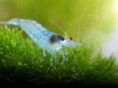 Neocaridina davidi var. Blue Jelly