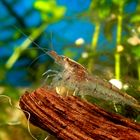 Neocaridina heteropoda