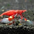 Neocaridina heteropoda var. rili die 2te