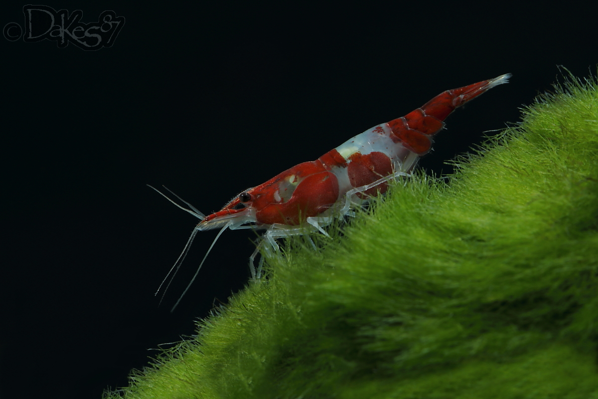 Neocaridina heteropoda var. rilli