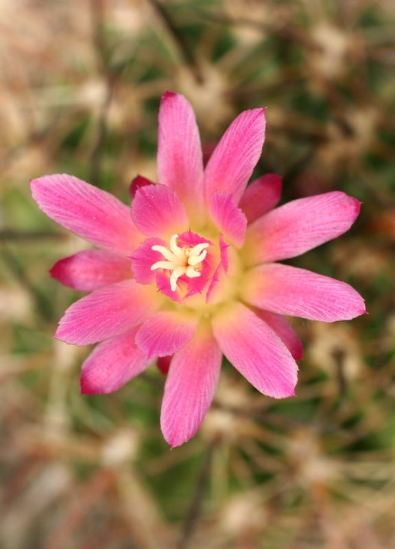 Neochilenia microsperma