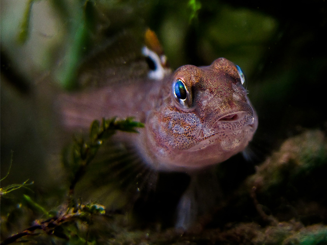 Neogobius melanostomus