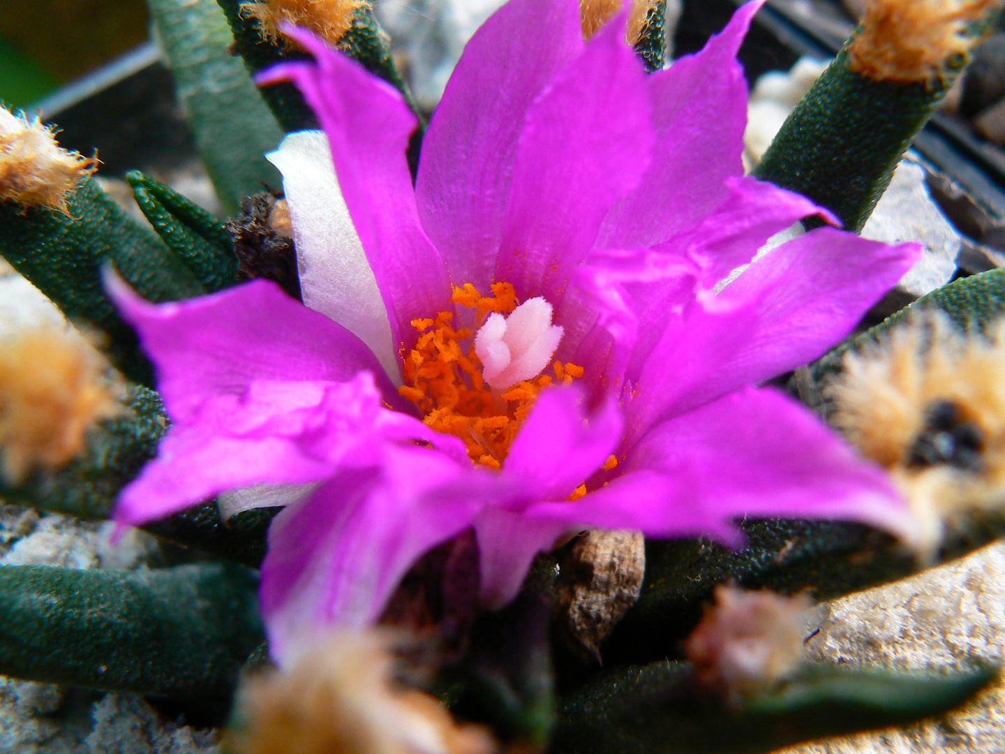 Neogomesia agavoides