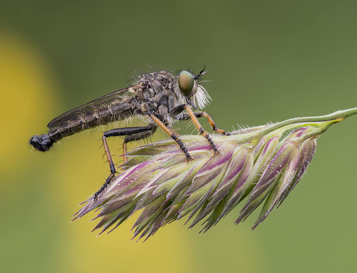 Neoitamus cothurnatus - Knoten-Strauchdieb (Männchen)