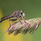 Neoitamus cothurnatus - Knoten-Strauchdieb (Männchen)