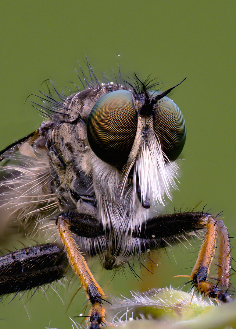 Neoitamus cothurnatus - Knoten-Strauchdieb (Männchen)