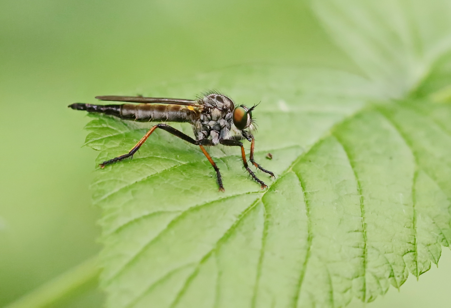 Neoitamus cyanurus