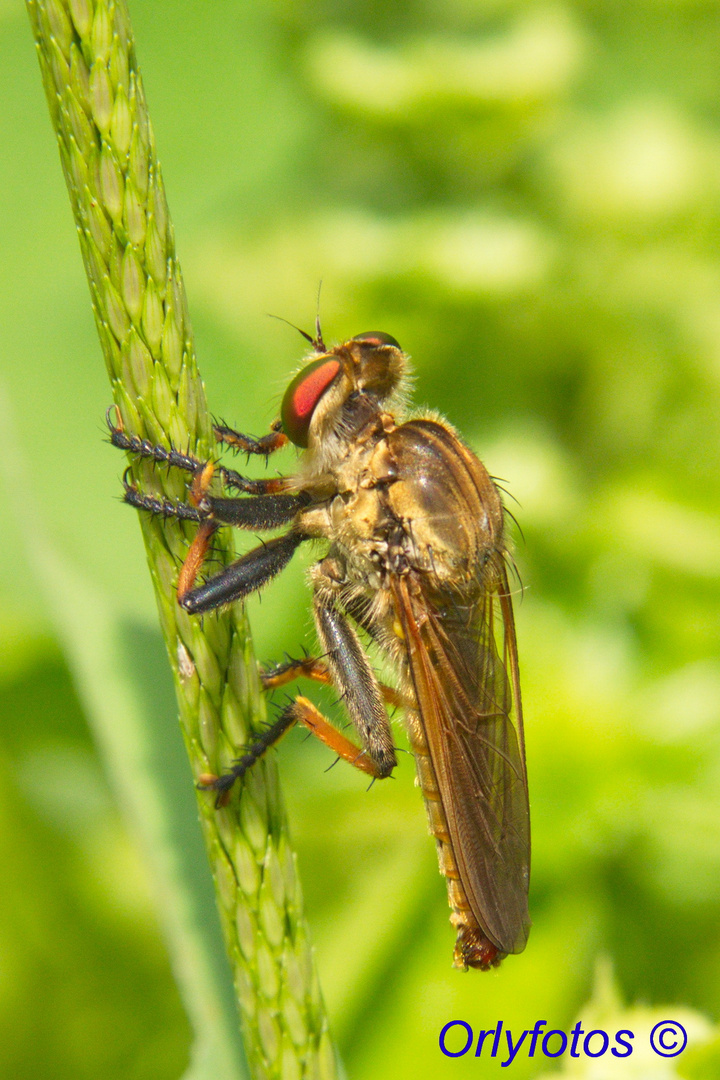 Neoitamus cyanurus