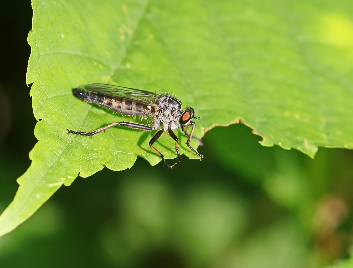 Neoitamus cyanurus