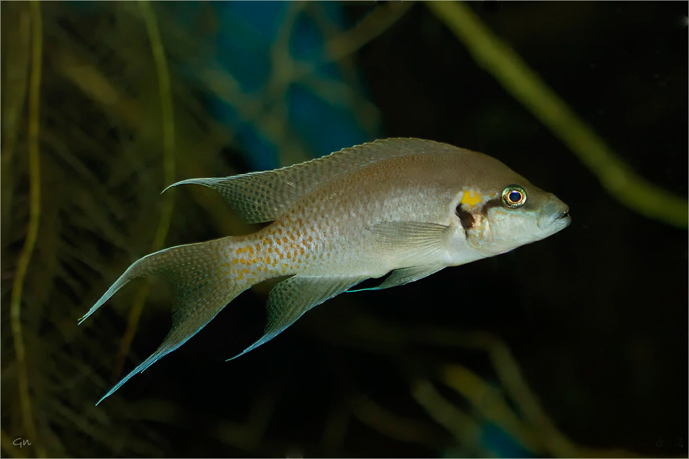 Neolamprologus brichardi