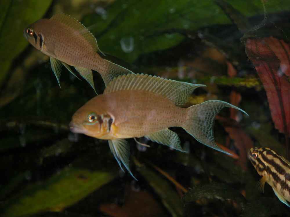 Neolamprologus brichardii