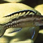 Neolamprologus buescheri aus dem südlichen Tanganjikasee