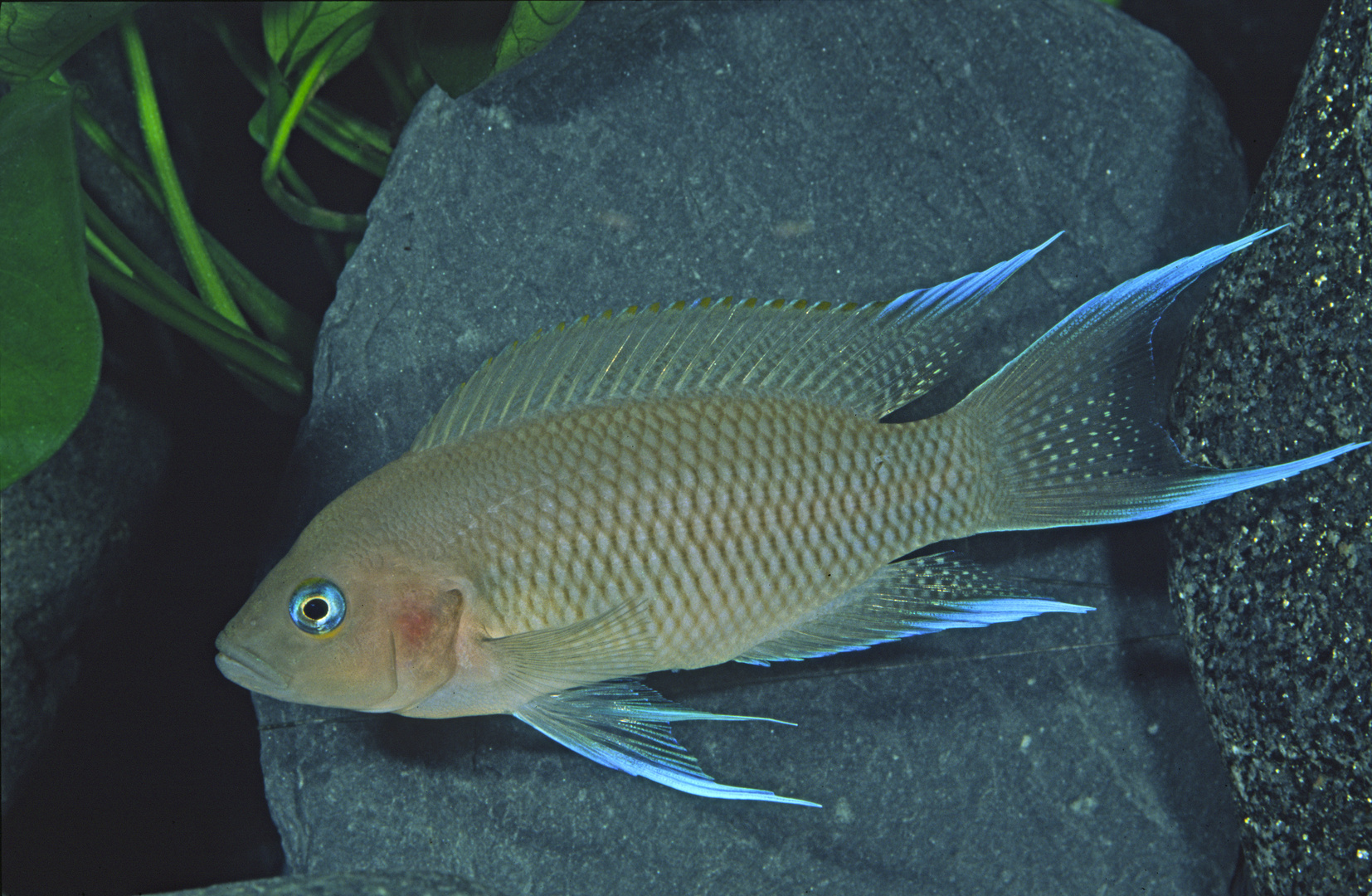 Neolamprologus marunguensis "Kapampa" im Aquarium