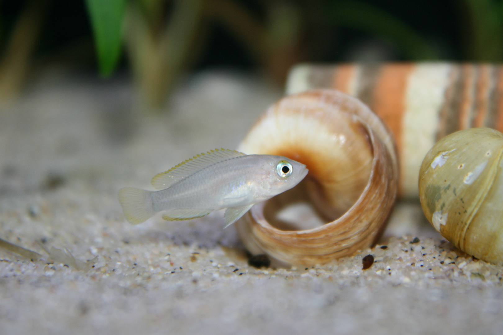 Neolamprologus multifasciatus Weibchen