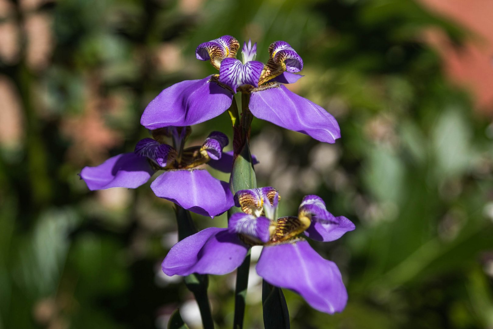 Neomarica caerulea