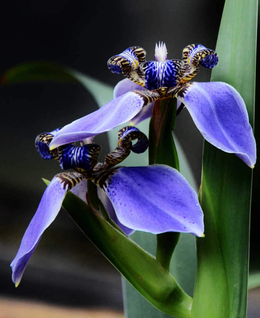 Neomarica caerulea