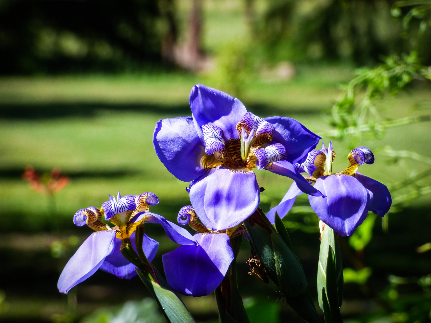 Neomarica caerulea II