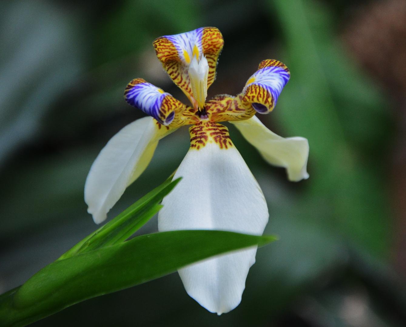 Neomarica gracilis