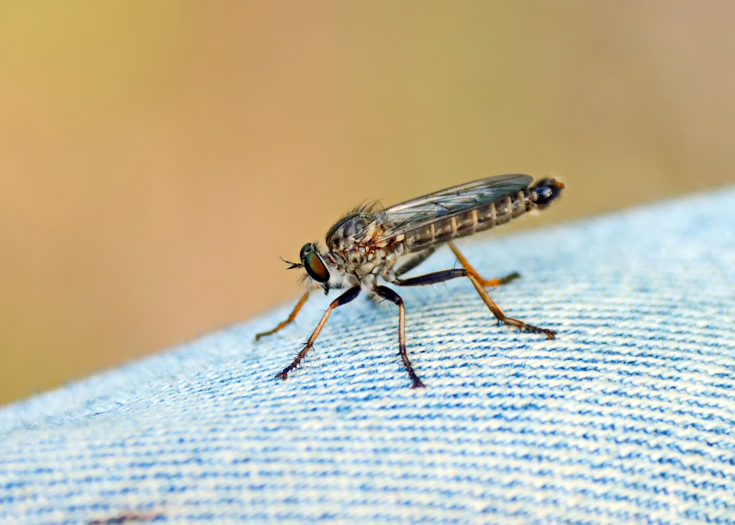 Neomochtherus geniculatus.Garten-Raubfliege