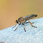 Neomochtherus geniculatus.Garten-Raubfliege