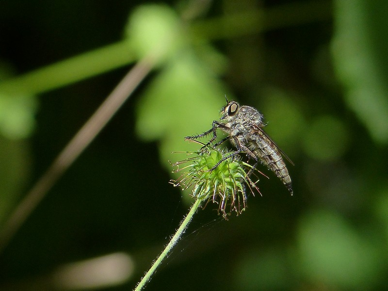 Neomochtherus sp.