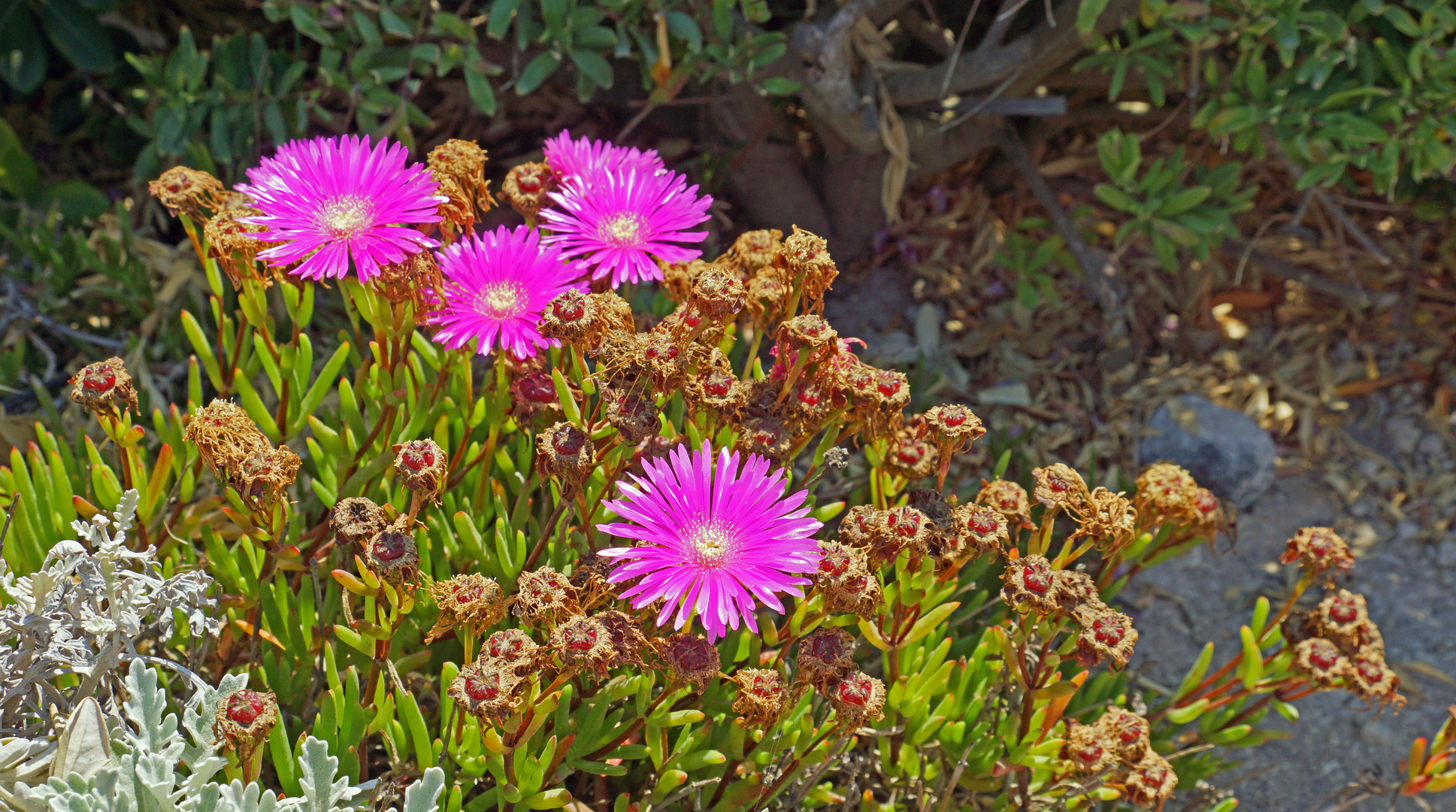 Neon-Blumen