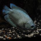 neon dwarlf gourami