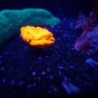 Neon Koralle