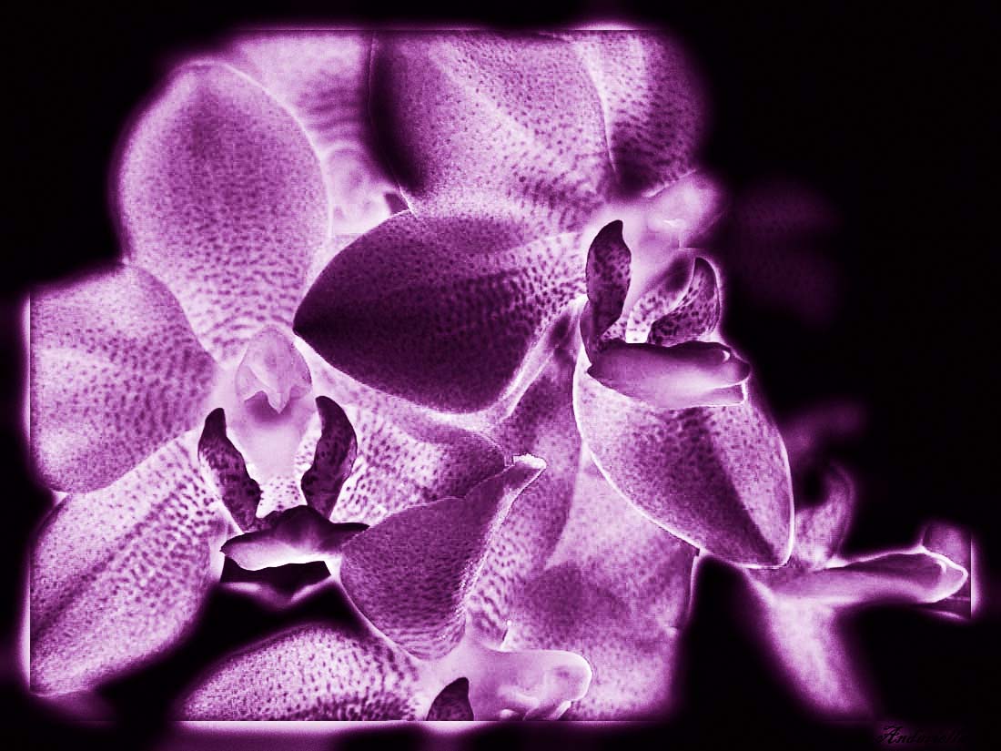 Neon-Orchidee