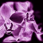 Neon-Orchidee