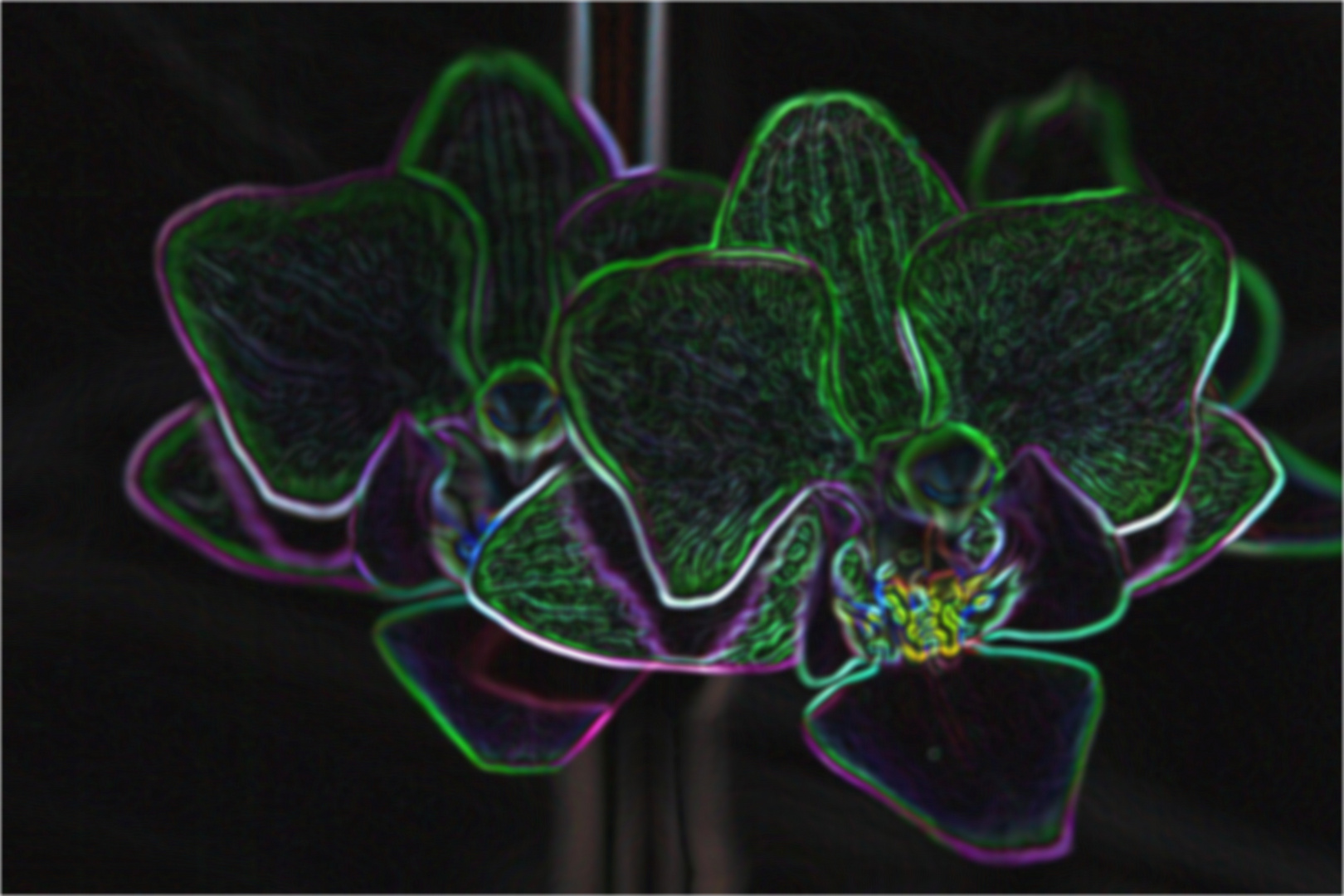 neon orchidee