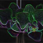 neon orchidee