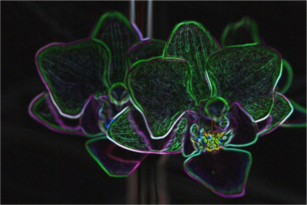 neon orchidee