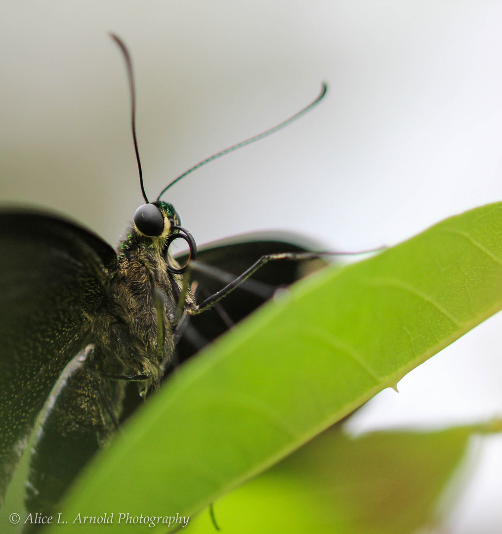 Neon-Schwalbenschwanz 2 (Papilio palinurus)