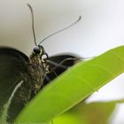 Neon-Schwalbenschwanz 2 (Papilio palinurus)