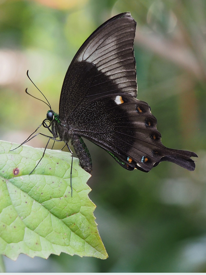 Neon - Schwalbenschwanz (Papilio palinarus) 2