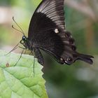 Neon - Schwalbenschwanz (Papilio palinarus) 2