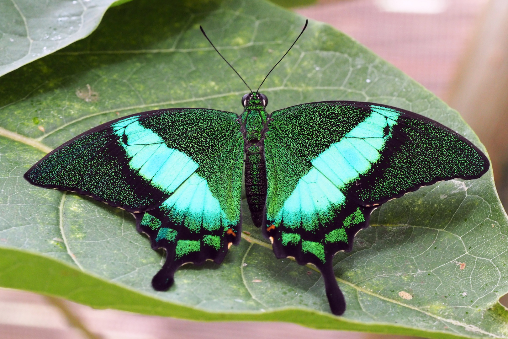 Neon-Schwalbenschwanz (Papilio palinarus)
