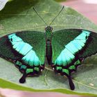 Neon-Schwalbenschwanz (Papilio palinarus)