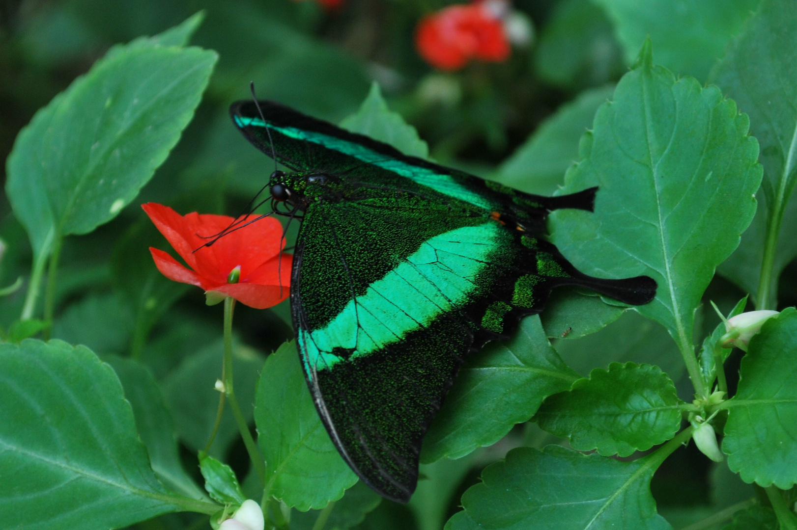 Neon-Schwalbenschwanz (Papilio palinurus)