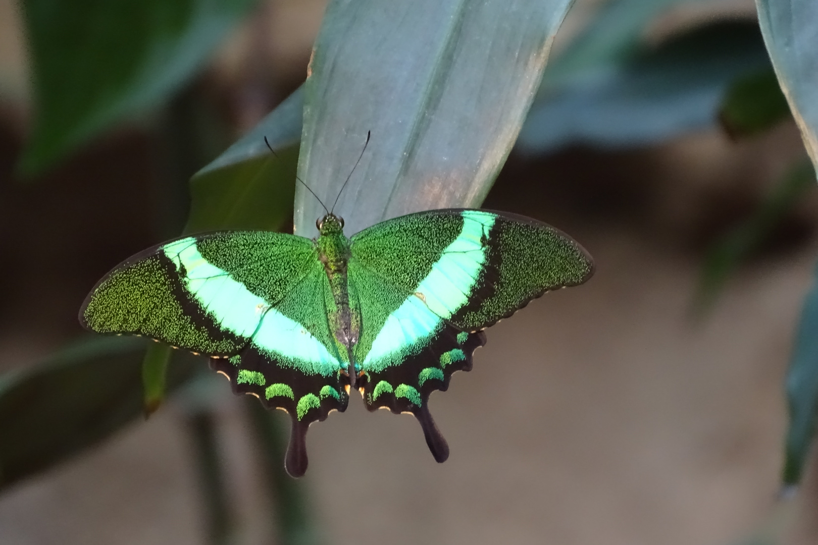 Neon-Schwalbenschwanz (Papilio palinurus)