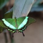 Neon-Schwalbenschwanz (Papilio palinurus)