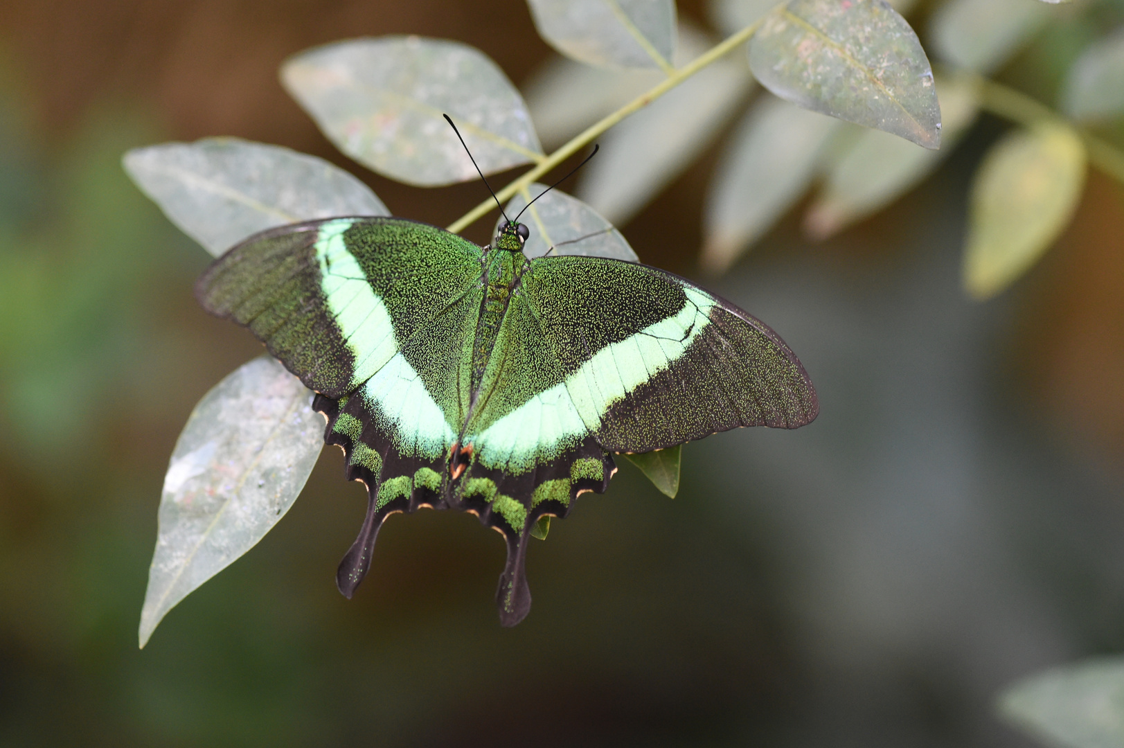  Neon- Schwalbenschwanz ( Papilio palinurus)     DSC_5496