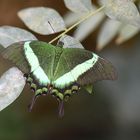  Neon- Schwalbenschwanz ( Papilio palinurus)     DSC_5496