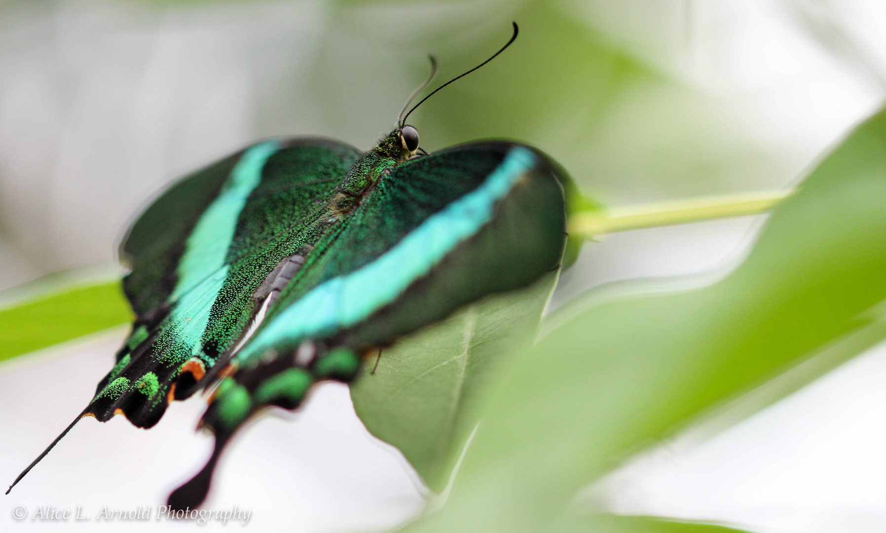 Neon-Schwalbenschwanz (Papilio palinurus)