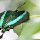 Neon-Schwalbenschwanz (Papilio palinurus)