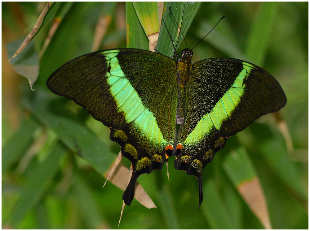 ... Neon-Schwalbenschwanz "Ritterfalter" (papilio palinurus) ...